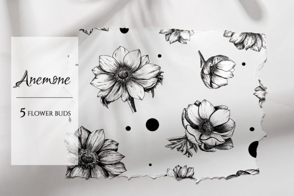 Explore the Beauty of Anemone Flower Hand Drawn Art