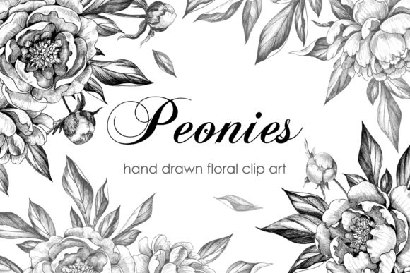 Hand Drawn Peonies: A Timeless Addition to Your Creative Projects